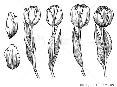 Outline tulip. line art hand drawn flowers. Tulips floral illustration Outline tulip. line art hand drawn flowers. Tulips floral illustration 100994109