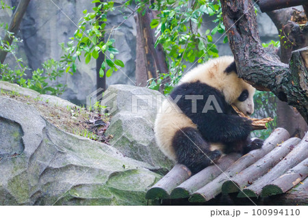 ジャイアントパンダ(中国-成都大熊猫繁育研究基地) 100994110