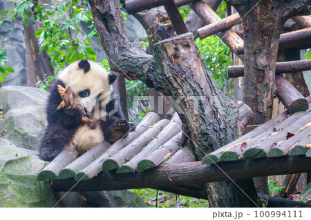 ジャイアントパンダ(中国-成都大熊猫繁育研究基地) 100994111