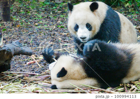 ジャイアントパンダ(中国-成都大熊猫繁育研究基地) ジャイアントパンダ(中国-成都大熊猫繁育研究基地) 100994113