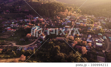 landscape of Beautiful Wild Himalayan Cherry Blooming pink Prunus cerasoides flowers at Phu Lom Lo Loei and Phitsanulok of Thailand landscape of Beautiful Wild Himalayan Cherry Blooming pink Prunus cerasoides flowers at Phu Lom Lo Loei and Phitsanulok of Thailand 100994211