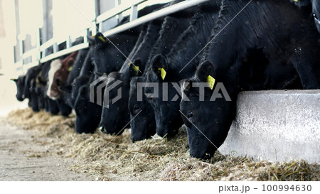 agriculture livestock farm or ranch. a large cowshed, barn. Row of cows, big black purebred, breeding bulls eat hay agriculture livestock farm or ranch. a large cowshed, barn. Row of cows, big black purebred, breeding bulls eat hay 100994630