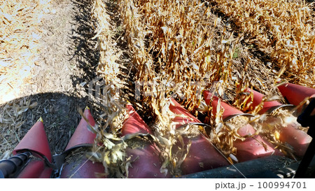 close up, View from cabin of big red combine harvester machine, filtering Fresh ripe corncobs from the leaves and stalks. harvesting process of corn field in early autumn. Agriculture 100994701