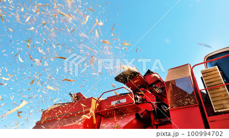 close up, dry foliage flies in the wind across the field. View of filtering process of Fresh ripe corncobs from leaves and stalks on big red combine harvester machine. autumn. corn harvest close up, dry foliage flies in the wind across the field. View of filtering process of Fresh ripe corncobs from leaves and stalks on big red combine harvester machine. autumn. corn harvest 100994702