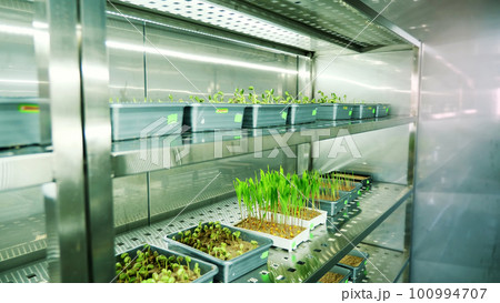 growing of young green sprouts in soil, in small boxes, on shelves of a special chamber, in modern smart laboratory. growing germinating seeds of various grains, breeding crops, growing of young green sprouts in soil, in small boxes, on shelves of a special chamber, in modern smart laboratory. growing germinating seeds of various grains, breeding crops, 100994707