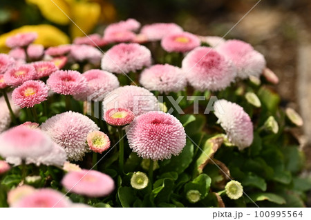 ヒナギク(デイジー:Daisy) ヒナギク(デイジー:Daisy) 100995564