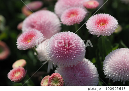 ヒナギク（デイジー：Daisy） 100995613