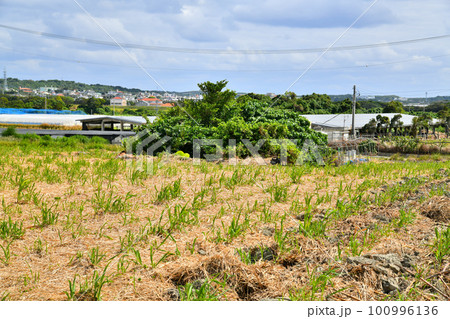糸洲の壕／ウッカーガマ周辺(沖縄県糸満市)【2023.2】 100996136