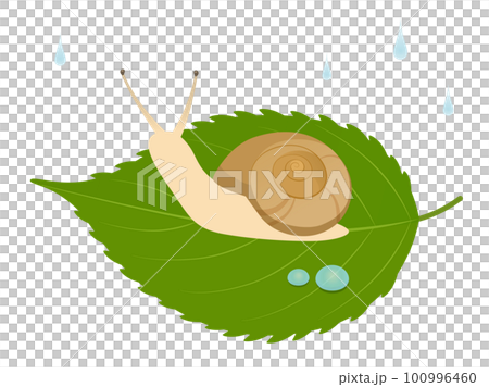 snail on a leaf 100996460