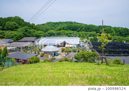 鹿沼市花木センター　初夏の風景 100996524