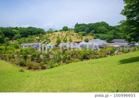 鹿沼市花木センター　初夏の風景 100996603