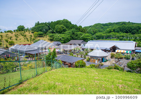 鹿沼市花木センター　初夏の風景 100996609