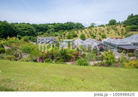 鹿沼市花木センター　初夏の風景 100996620