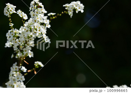 小枝を花で埋め尽くすユキヤナギ 小枝を花で埋め尽くすユキヤナギ 100996665