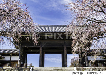 東京都 府中市 東郷寺(とうごうじ) 山門の枝垂れ桜 東京都 府中市 東郷寺(とうごうじ) 山門の枝垂れ桜 100996942