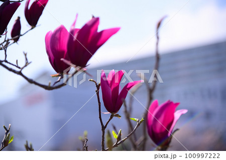 赤いランプのような紫木蓮 赤いランプのような紫木蓮 100997222