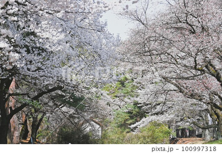 敷島公園の桜 敷島公園の桜 100997318