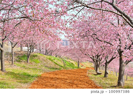 道の駅こもち白井の河津桜 100997386