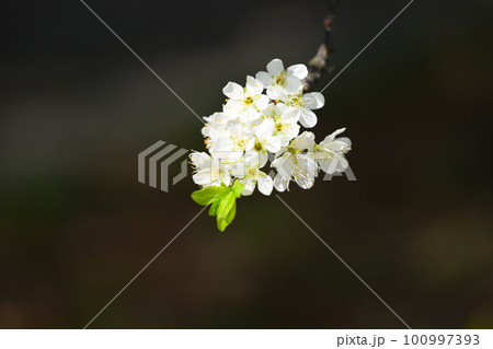 白さの際立つ大島桜 100997393
