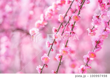 早春に咲くピンクのしだれ梅の花 100997498