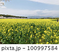 菜の花畑と青い空 100997584