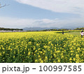 菜の花畑、満開 100997585