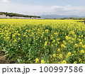 菜の花畑のある風景 100997586