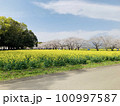 菜の花畑と遠くに桜 100997587