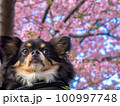 お花見チワワ 100997748