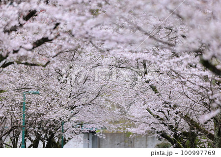 高知工科大の桜のある風景 高知工科大の桜のある風景 100997769