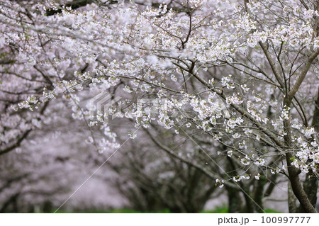 高知工科大の桜のある風景 高知工科大の桜のある風景 100997777