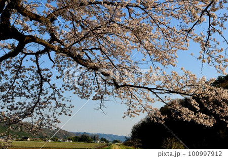 田舎の川沿いに満開に咲く桜の花　穏やかな春の日 100997912