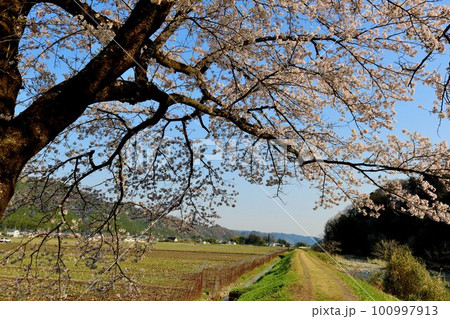 田舎の川沿いに満開に咲く桜の花 穏やかな春の日 田舎の川沿いに満開に咲く桜の花 穏やかな春の日 100997913