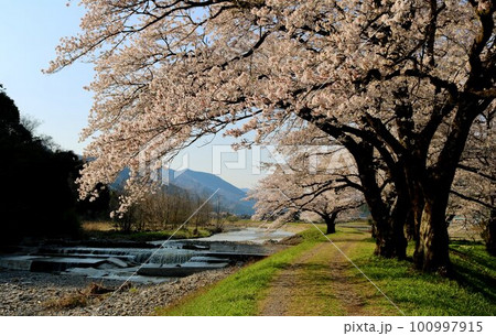 田舎の川沿いに満開に咲く桜の花　穏やかな春の日 100997915