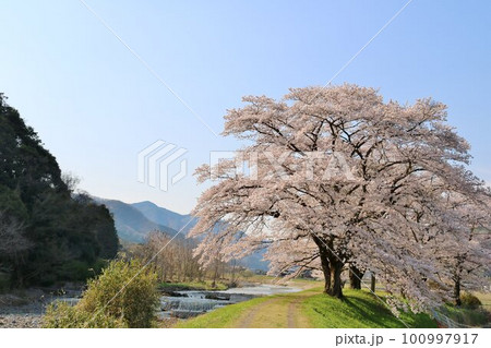 田舎の川沿いに満開に咲く桜の花　穏やかな春の日 100997917