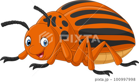 Cartoon colorado beetle on white background Cartoon colorado beetle on white background 100997998