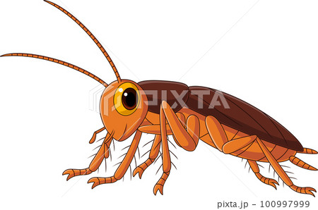 Cute cockroach cartoon on white background Cute cockroach cartoon on white background 100997999