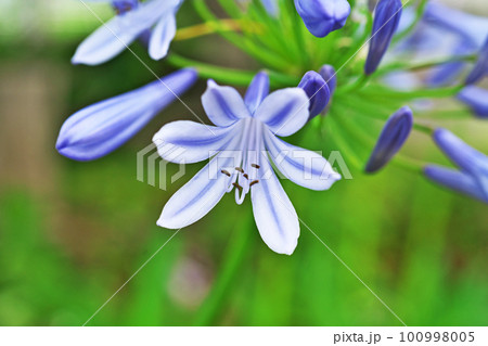青色のアガパンサスの花（夏、六月） 100998005