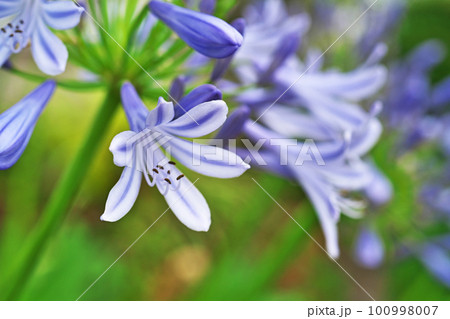 青色のアガパンサスの花（夏、六月） 100998007
