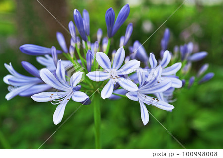 青色のアガパンサスの花（夏、六月） 100998008