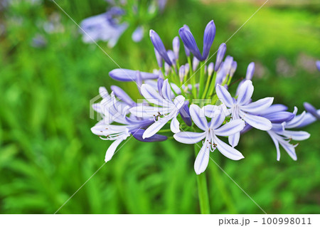 青色のアガパンサスの花（夏、六月） 100998011