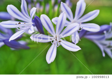 青色のアガパンサスの花（夏、六月） 100998013