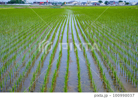 田園風景　道の駅にしかた付近　初夏の季節　　　　 100998037