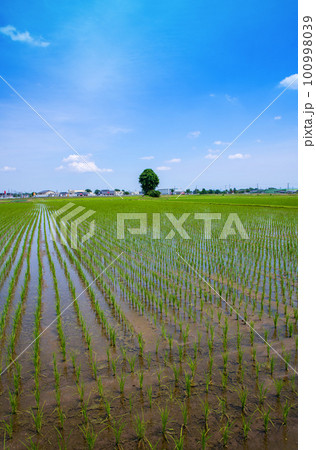 田園風景　道の駅にしかた付近　初夏の季節　　　　 100998039