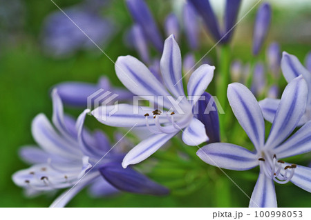 青いアガパンサスの花（夏、六月） 100998053