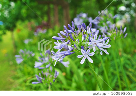 青いアガパンサスの花（夏、六月） 100998055