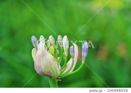 白いアガパンサスの花（夏、六月） 100998058