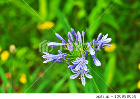 青いアガパンサスの花（夏、六月） 100998059