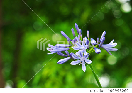 青いアガパンサスの花（夏、六月） 100998060