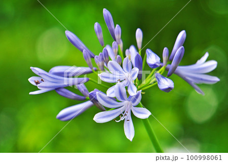 青いアガパンサスの花（夏、六月） 100998061